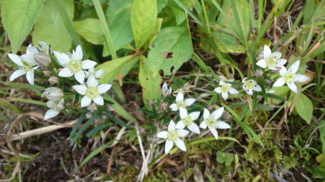 センブリの花