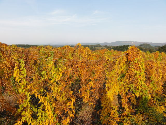 月山長芋の紅葉