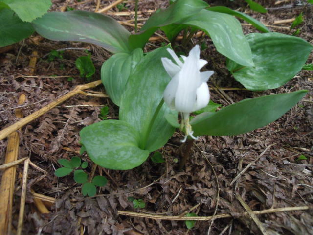 白花カタクリ