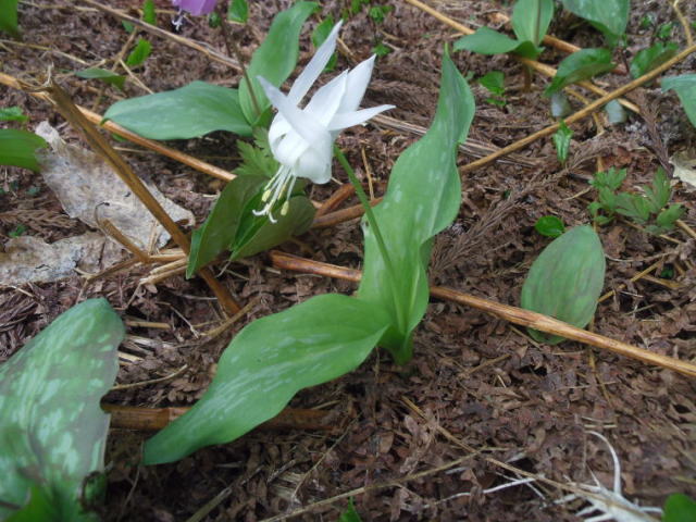 白花カタクリ